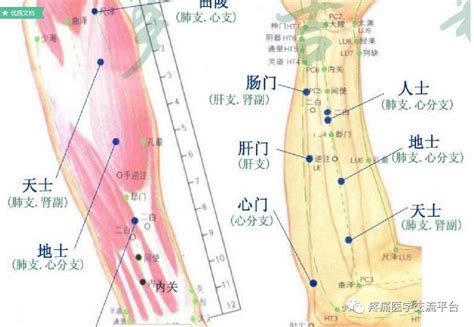 水通穴|董氏奇穴入門——穴位詳解（附圖）